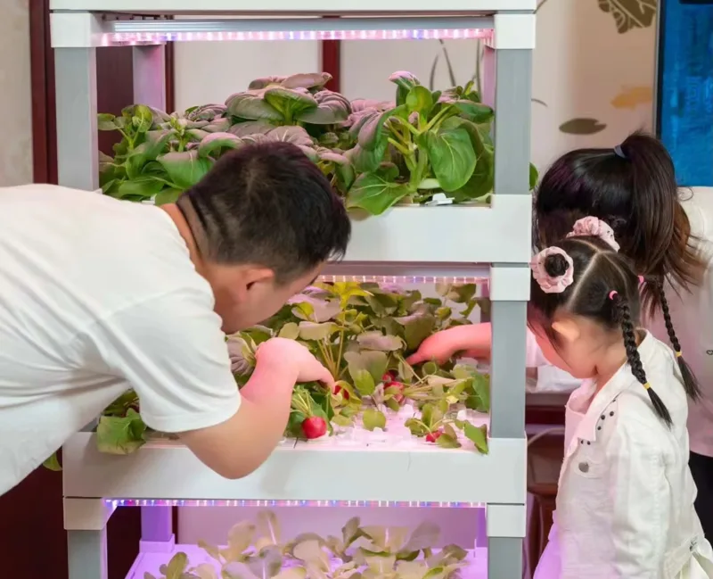 nt China Hydrokultur Grow Box  - Home Automation Systems Diy ulasan dan harga