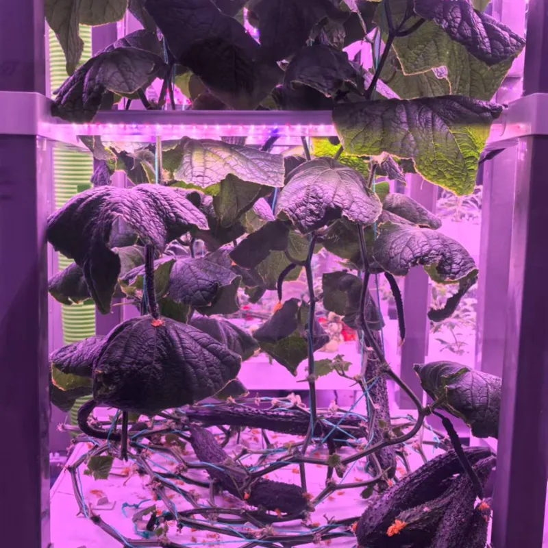 nt China Hydrokultur Grow Box  - Home Automation Systems Diy ulasan dan harga